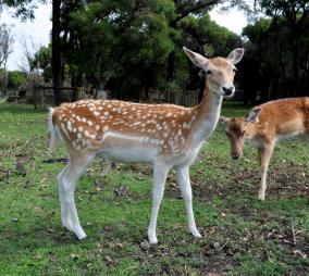 2 Fallow Deer 